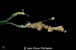 Lembeh Seadragon (Kyonemichthys rumengani) by Lars Oliver Michaelis 